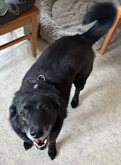 Maggi, female 5yo Mixed Breed for adoption at Tierheim Hauingen, Lörrach (Hau)