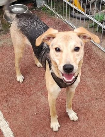 Mara, female Mixed Breed for adoption at Tierheim Hauingen, Lörrach (Hau)