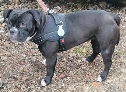 Neida, female young English Bulldog for adoption at Tierheim Hauingen, Lörrach (Hau)