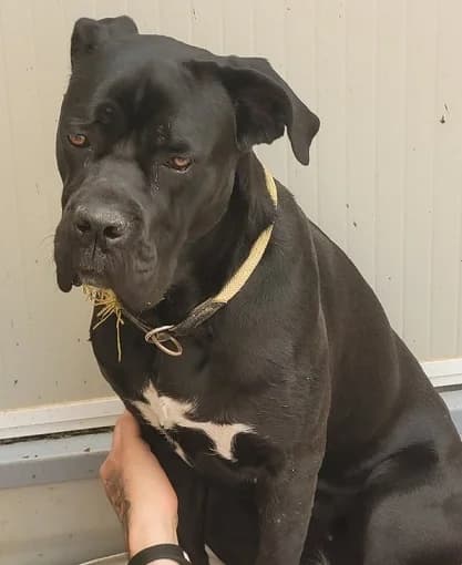 Norma, female Cane Corso for adoption at Tierheim Hauingen, Lörrach (Hau)