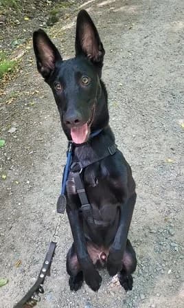 Rocky, male German Shepherd for adoption at Tierheim Hauingen, Lörrach (Hau)