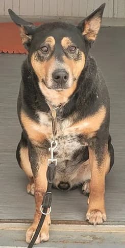 Sammy, male 5yo mixed breed for adoption at Tierheim Hauingen, Lörrach (Hau)