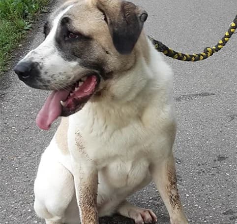 Sina, female senior Kangal for adoption at Tierheim Hauingen, Lörrach (Hau)
