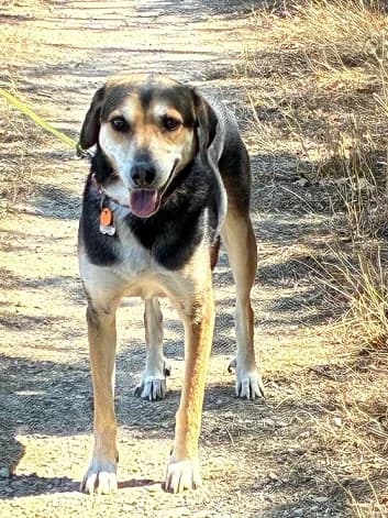 Zora, female 4yo Mixed Breed for adoption at Tierheim Hauingen, Lörrach (Hau)