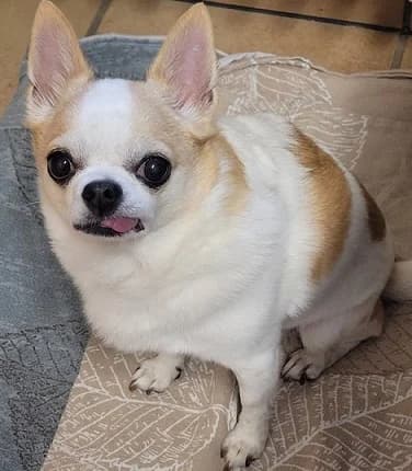Zorro, male senior Chihuahua for adoption at Tierheim Hauingen, Lörrach (Hau)