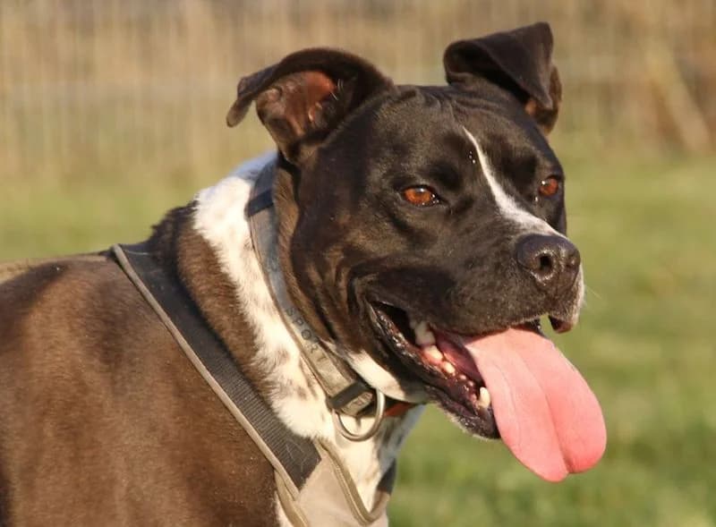 Ato, male Staffordshire Bull Terrier for adoption at Tierschutzverein Heilbronn, Heilbronn