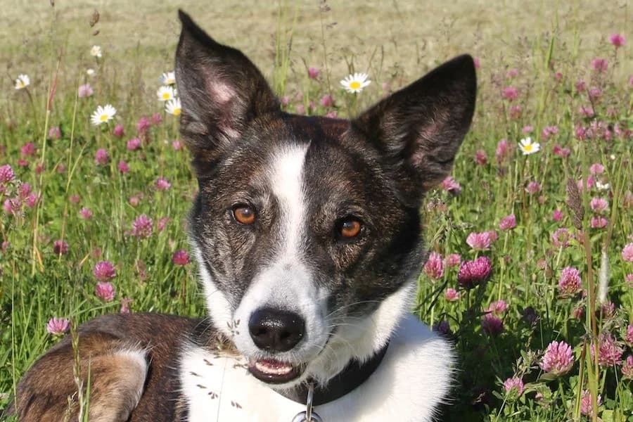 Cosmo, male senior Mixed Breed for adoption at Tierschutzverein Heilbronn, Heilbronn