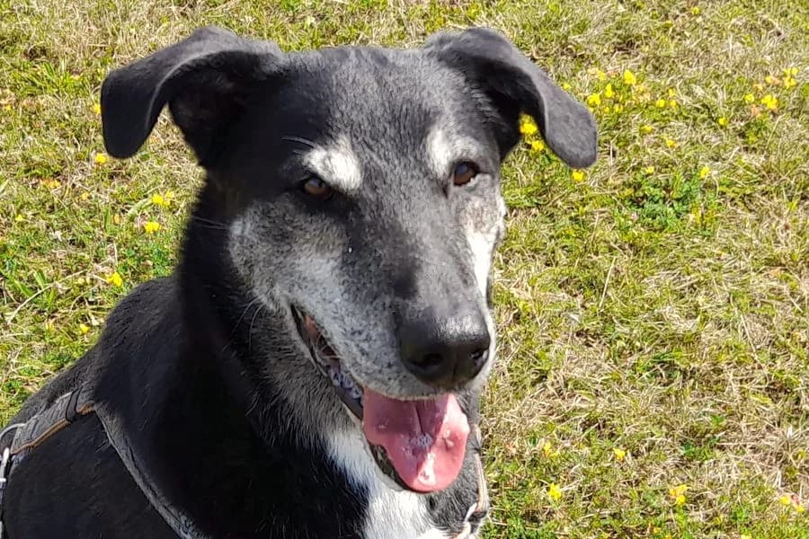 Jack, male senior German Shepherd for adoption at Tierschutzverein Heilbronn, Heilbronn