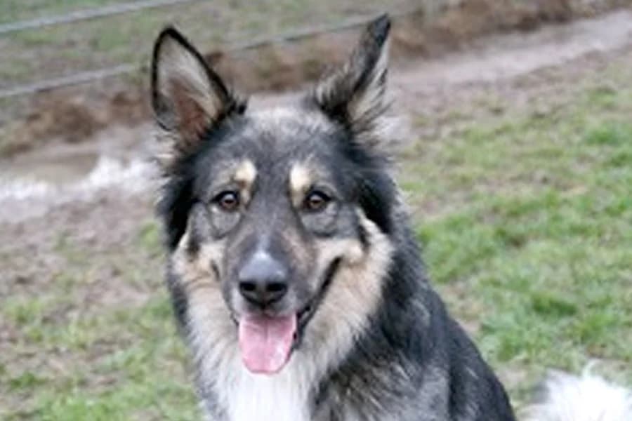 Leo, male senior German Shepherd for adoption at Tierschutzverein Heilbronn, Heilbronn