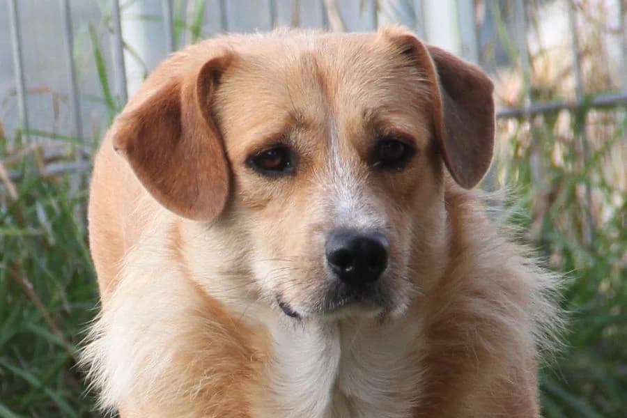 Neptun, male Mixed Breed for adoption at Tierschutzverein Heilbronn, Heilbronn