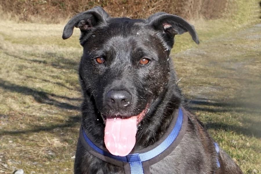 Blacky, male senior Mixed Breed for adoption at Tierschutzverein Heilbronn, Heilbronn