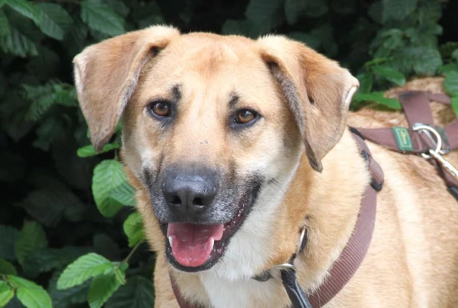 Rino, male senior Mixed Breed for adoption at Tierschutzverein Heilbronn, Heilbronn