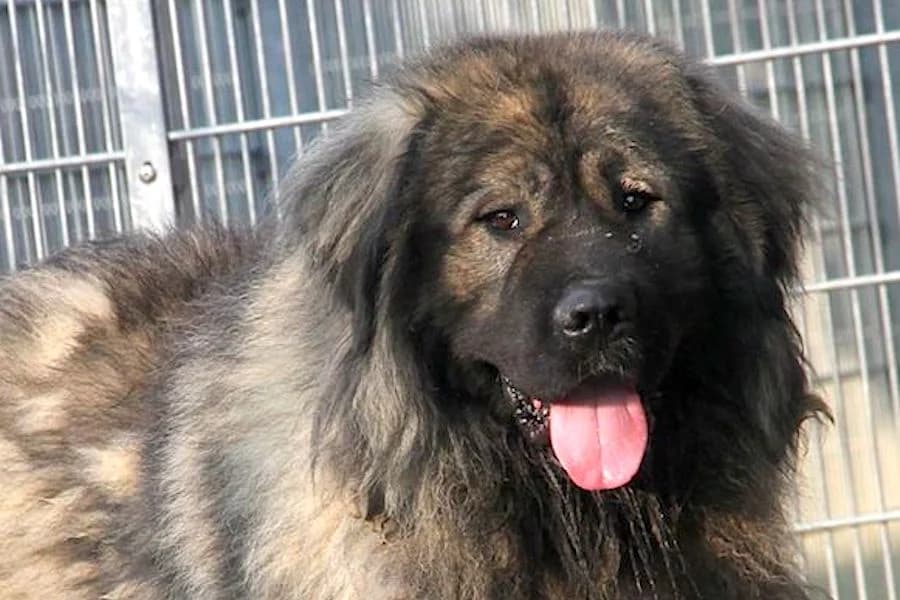 Chico, male 7yo mixed breed for adoption at Tierschutzverein Heilbronn, Heilbronn