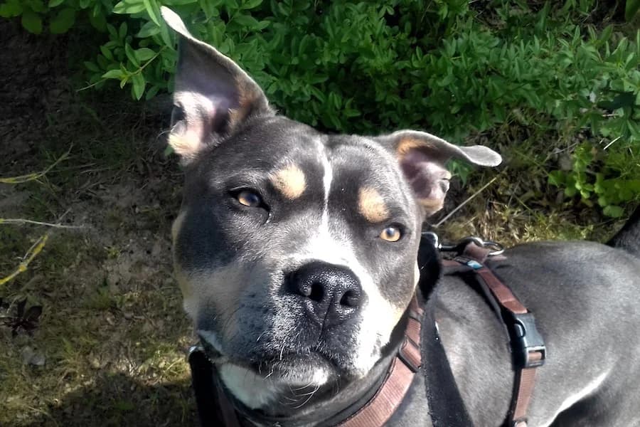 Mali, male 7yo Staffordshire Bull Terrier for adoption at Tierschutzverein Heilbronn, Heilbronn