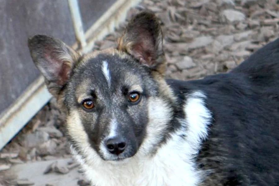 Tarzan, male 4yo Mixed Breed for adoption at Tierschutzverein Heilbronn, Heilbronn
