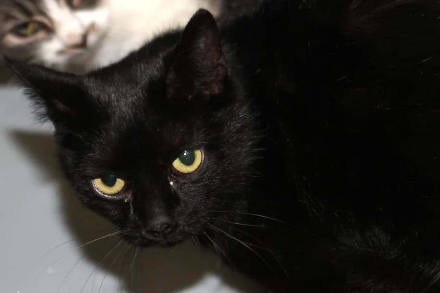Ska, schwarz female mixed breed for adoption at Tierschutzverein Heilbronn, Heilbronn