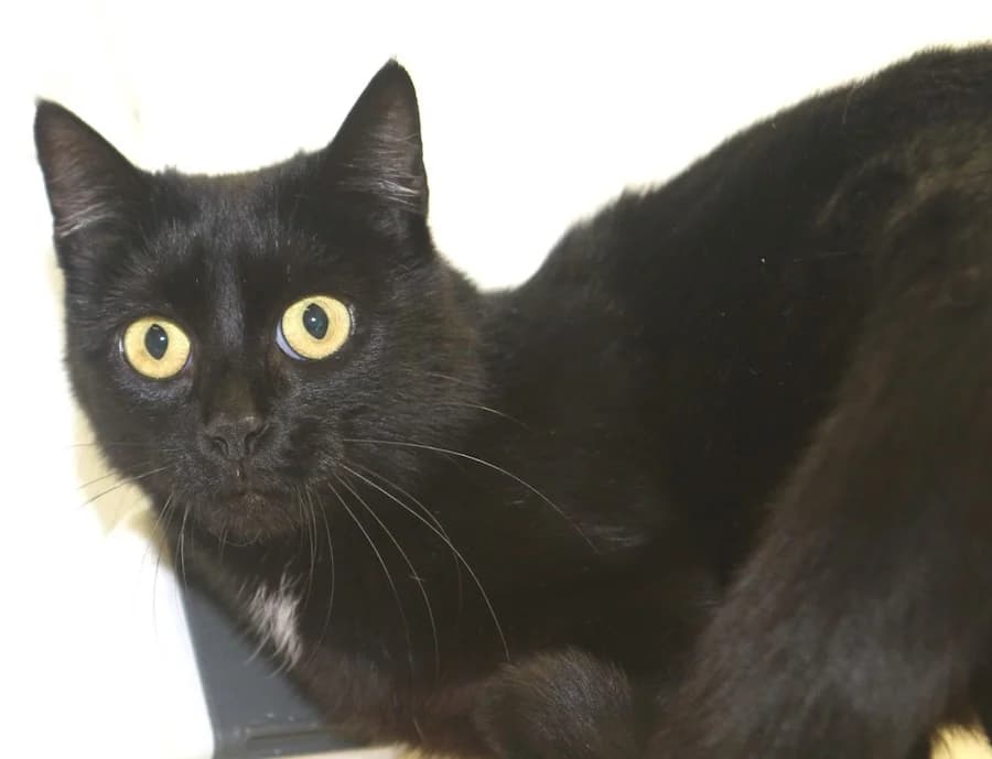 Ocean, schwarz female 3yo mixed breed for adoption at Tierschutzverein Heilbronn, Heilbronn