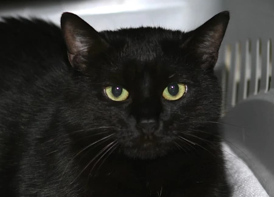 Sangria, schwarz female mixed breed for adoption at Tierschutzverein Heilbronn, Heilbronn