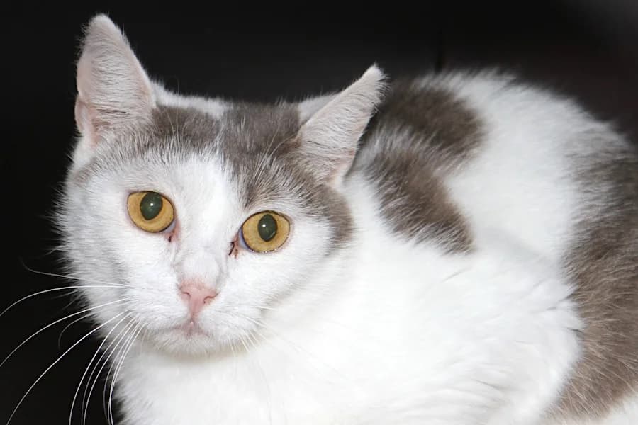 Salsa, weiß-grau female mixed breed for adoption at Tierschutzverein Heilbronn, Heilbronn