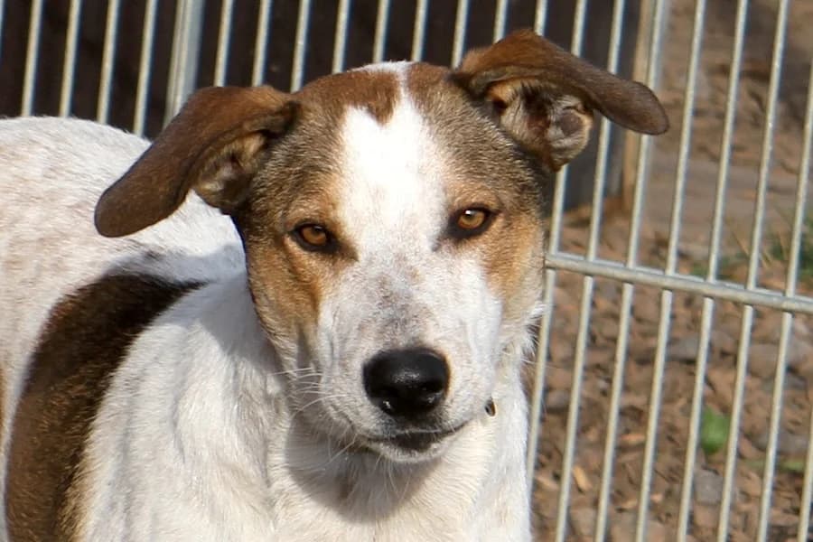 Titus, male young Mixed Breed for adoption at Tierschutzverein Heilbronn, Heilbronn
