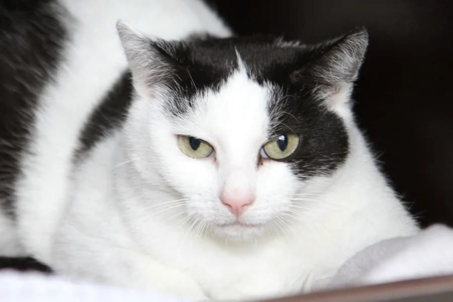 Leni, weiß-schwarz female 3yo mixed breed for adoption at Tierschutzverein Heilbronn, Heilbronn