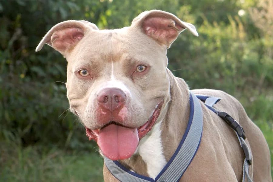 Molly - hat Interessenten, female 4yo Staffordshire Bull Terrier for adoption at Tierschutzverein Heilbronn, Heilbronn