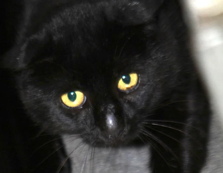 Solomun, schwarz male mixed breed for adoption at Tierschutzverein Heilbronn, Heilbronn
