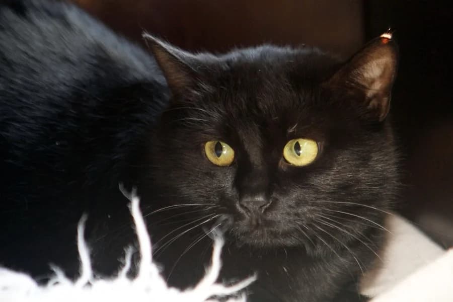 Ulla, schwarz mit weiß female mixed breed for adoption at Tierschutzverein Heilbronn, Heilbronn