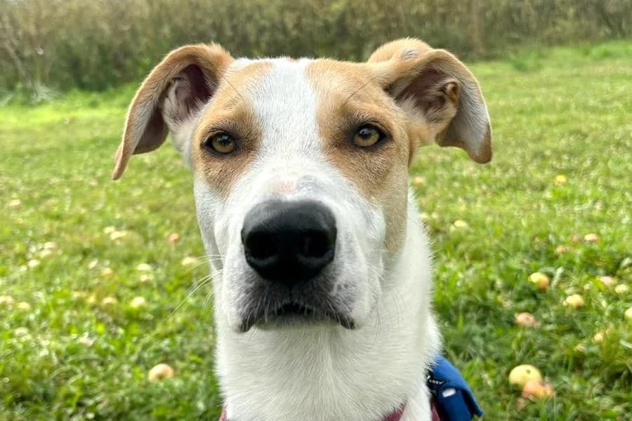 Dexter, male young Mixed Breed for adoption at Tierschutzverein Heilbronn, Heilbronn