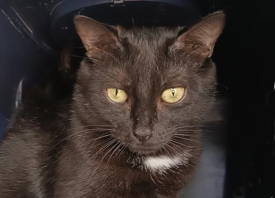 Tiara, schwarz mit weiß female mixed breed for adoption at Tierschutzverein Heilbronn, Heilbronn
