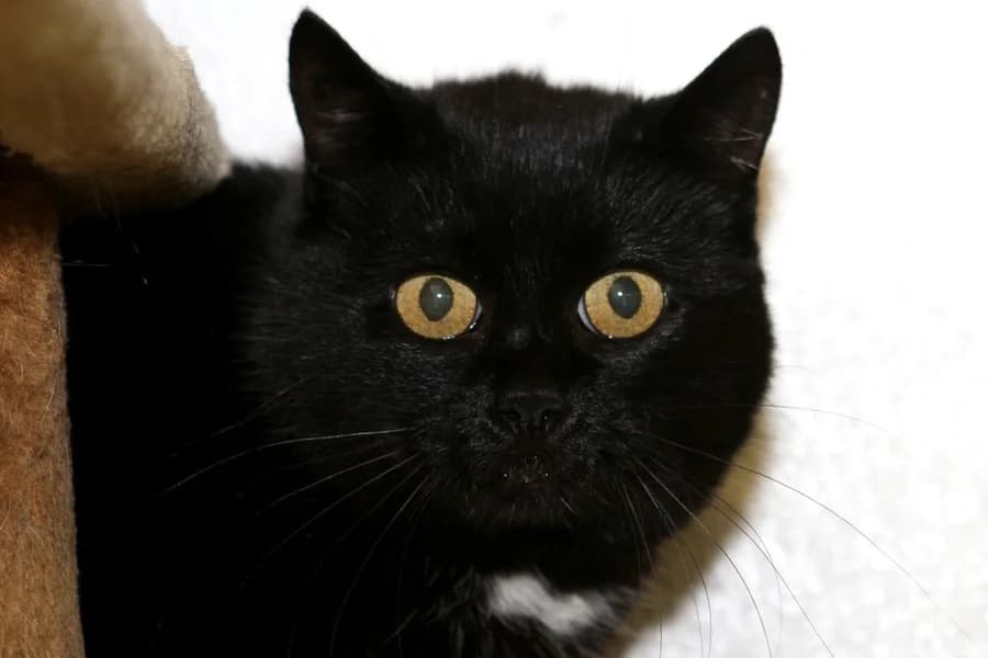 Britta, schwarz mit weiß female 6yo mixed breed for adoption at Tierschutzverein Heilbronn, Heilbronn