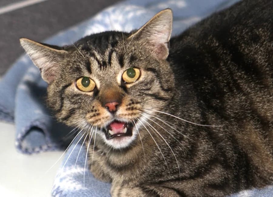 Nelson, graugetigert male young mixed breed for adoption at Tierschutzverein Heilbronn, Heilbronn