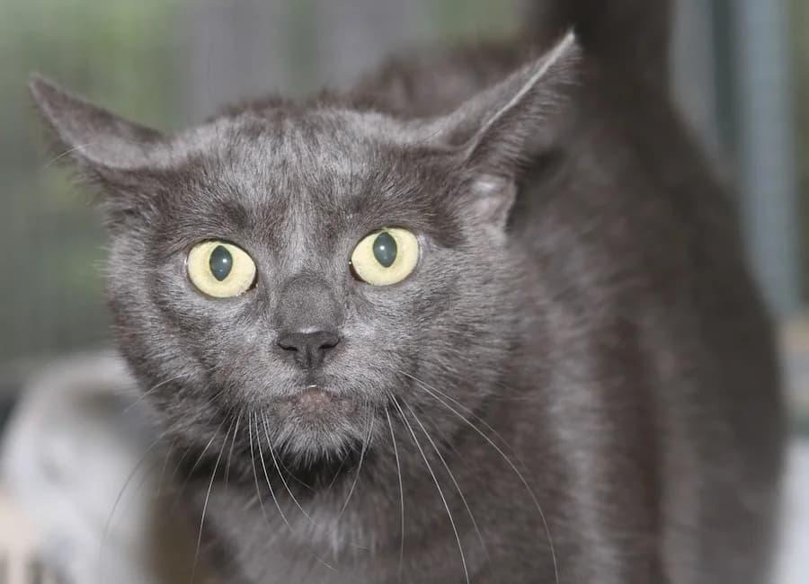 Jersey, grau female mixed breed for adoption at Tierschutzverein Heilbronn, Heilbronn