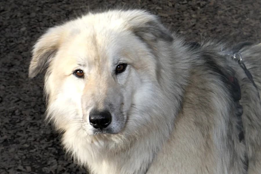 Marley, male 3yo Mixed Breed for adoption at Tierschutzverein Heilbronn, Heilbronn
