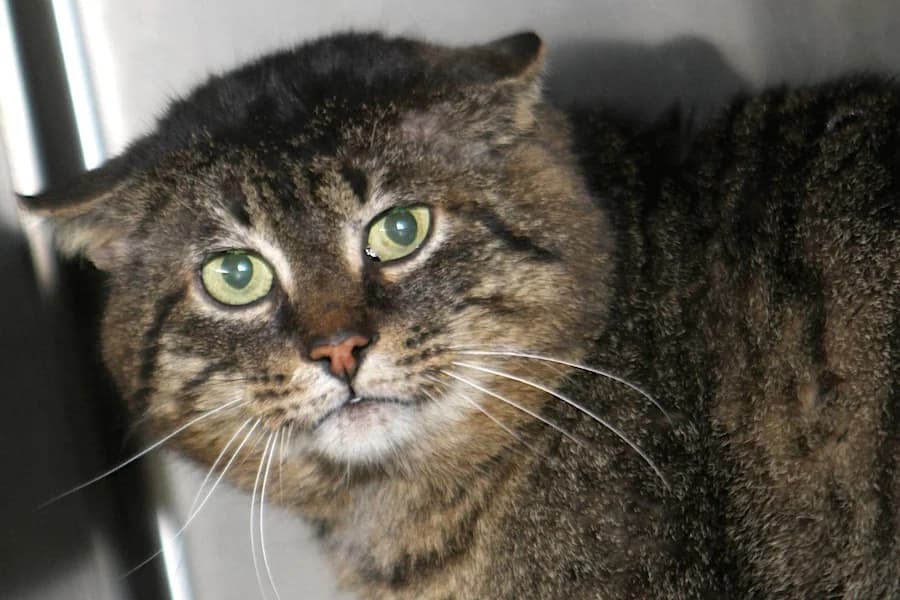 Chester, getigert male 6yo mixed breed for adoption at Tierschutzverein Heilbronn, Heilbronn