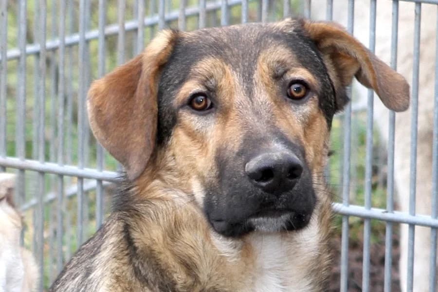 Franky, male young Mixed Breed for adoption at Tierschutzverein Heilbronn, Heilbronn