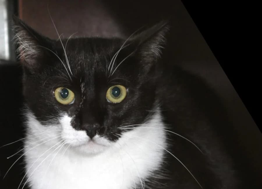 Gilbert, schwarz-weiß male mixed breed for adoption at Tierschutzverein Heilbronn, Heilbronn