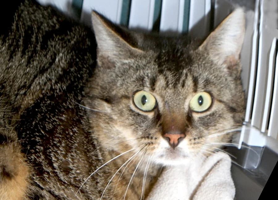 Vertigo, getigert male mixed breed for adoption at Tierschutzverein Heilbronn, Heilbronn