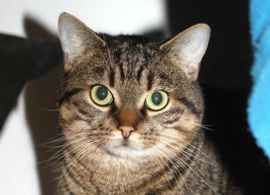 Fine, getigert female mixed breed for adoption at Tierschutzverein Heilbronn, Heilbronn