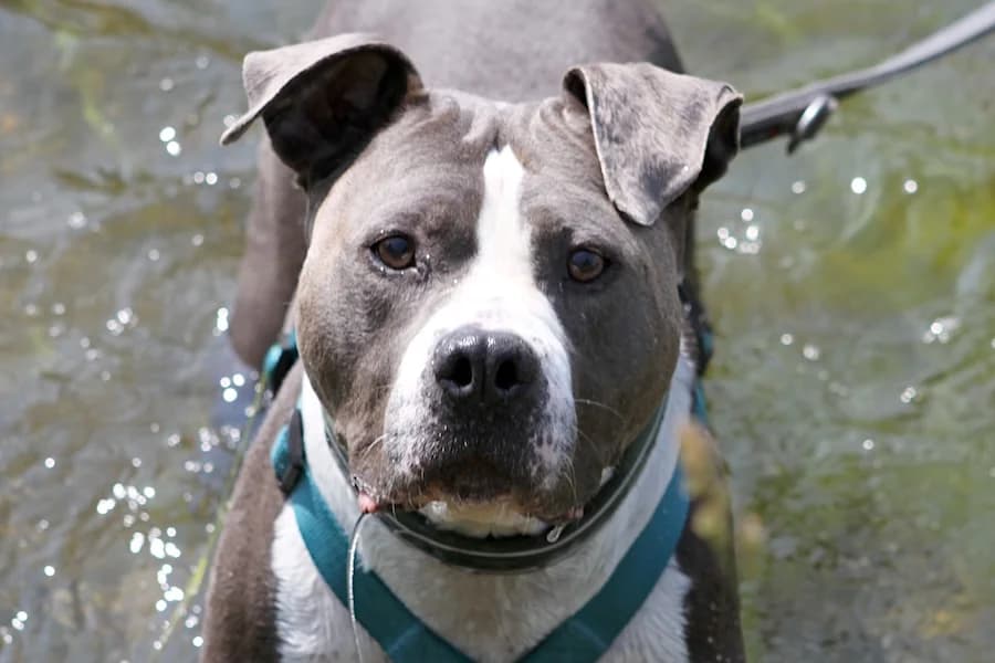 Rusty, male senior Staffordshire Bull Terrier for adoption at Tierschutzverein Heilbronn, Heilbronn