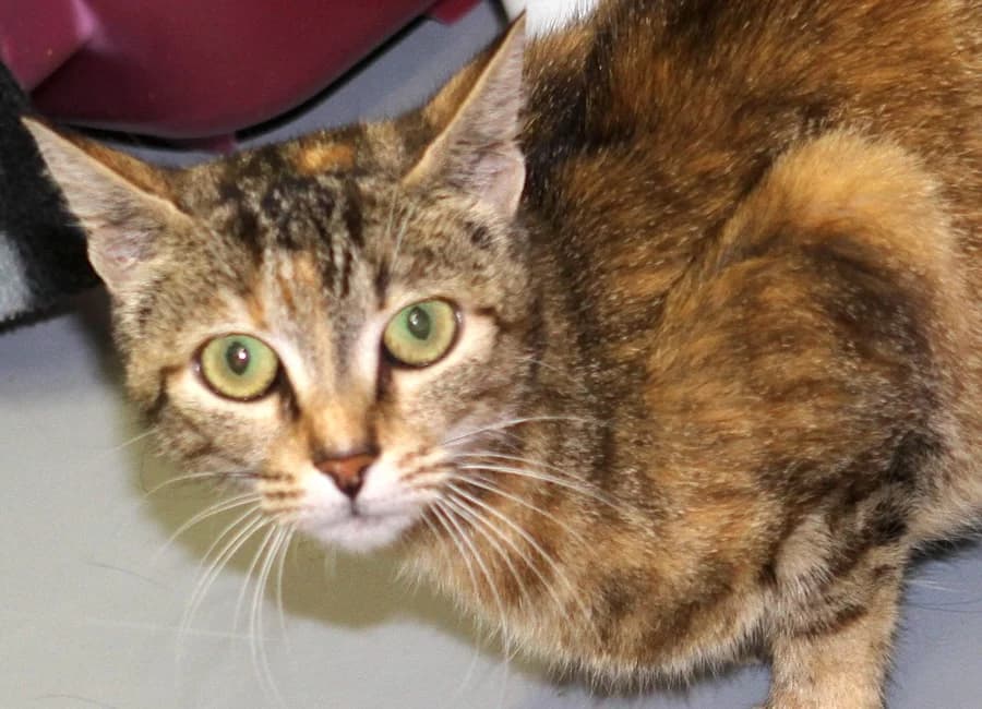 Neshama, getigert mit rot female mixed breed for adoption at Tierschutzverein Heilbronn, Heilbronn