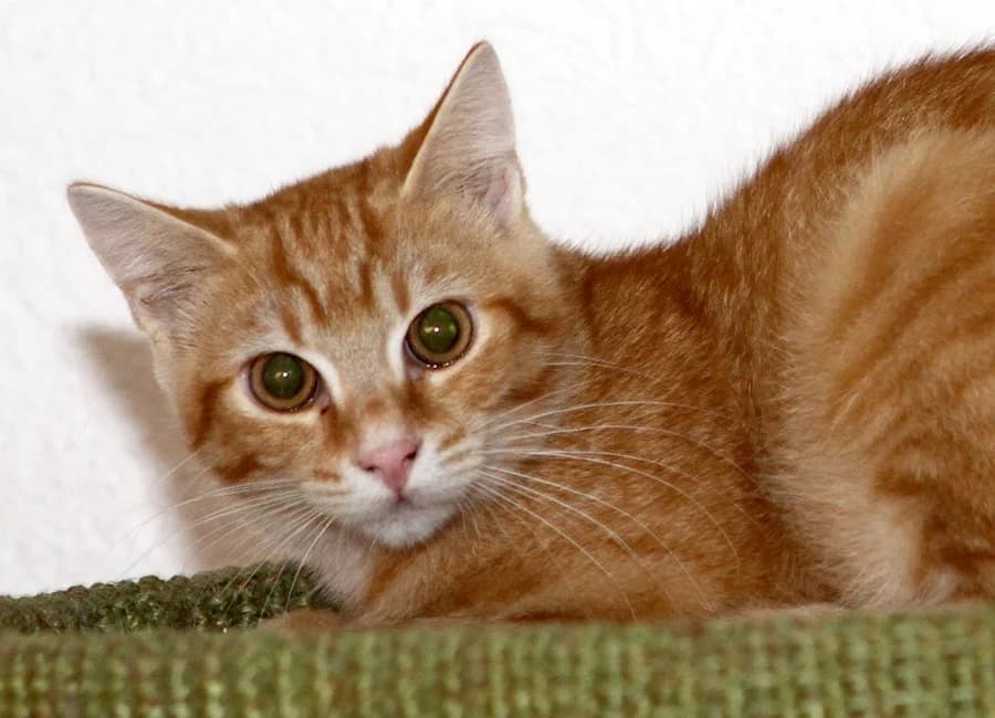 Neroli & Nyoko, rot male young mixed breed for adoption at Tierschutzverein Heilbronn, Heilbronn