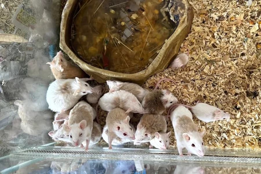 Vielzitzenmäuse, male mixed breed for adoption at Tierschutzverein Heilbronn, Heilbronn