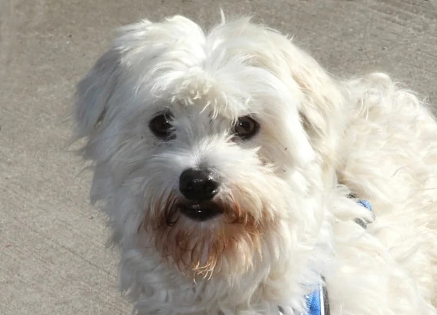 Billy, male mixed breed for adoption at Tierschutzverein Heilbronn, Heilbronn