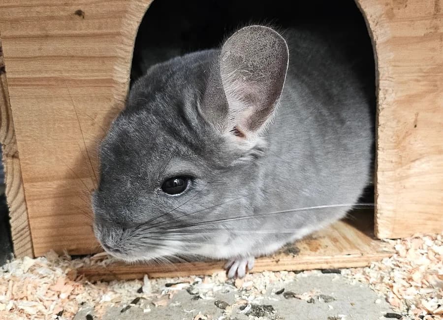 Suma, wildgrau female senior Chinchilla for adoption at Tierschutzverein Heilbronn, Heilbronn
