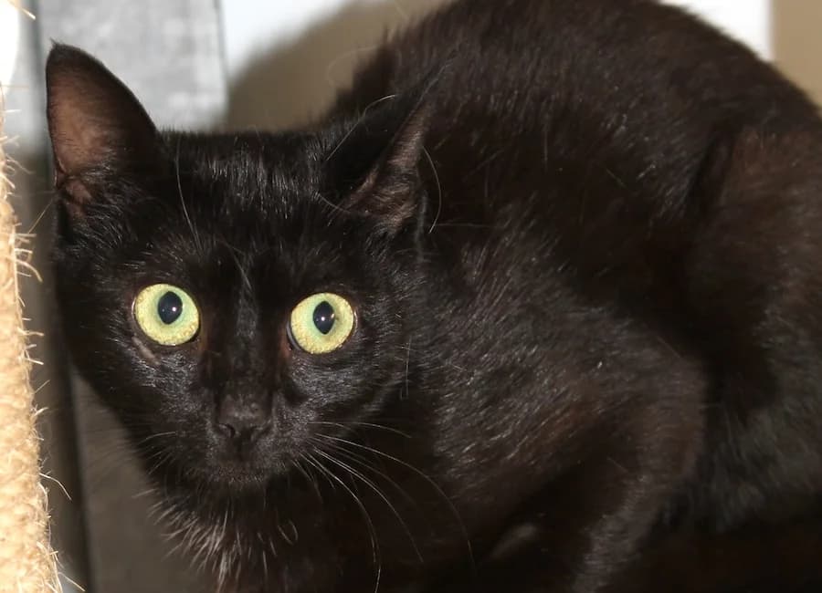 Cordelia, schwarz female mixed breed for adoption at Tierschutzverein Heilbronn, Heilbronn