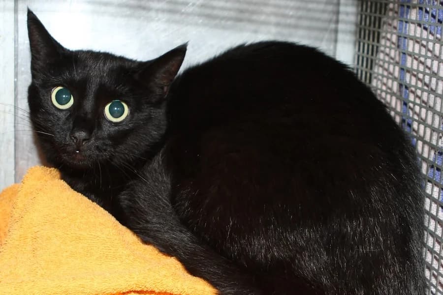 Kelly, schwarz female 5yo mixed breed for adoption at Tierschutzverein Heilbronn, Heilbronn