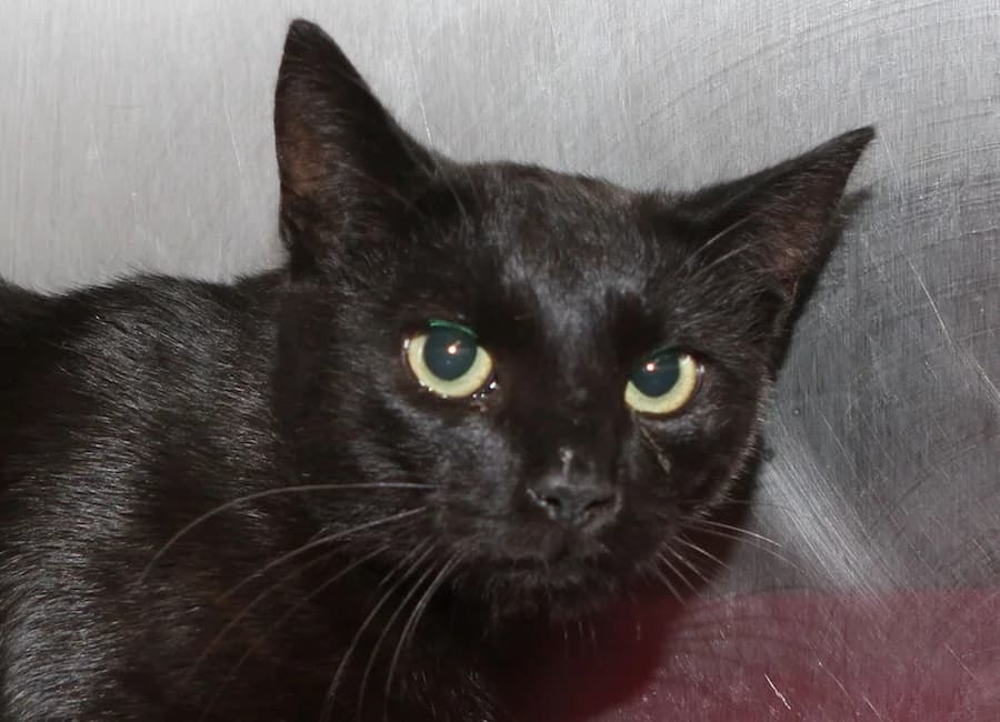 Gregory, schwarz male young mixed breed for adoption at Tierschutzverein Heilbronn, Heilbronn