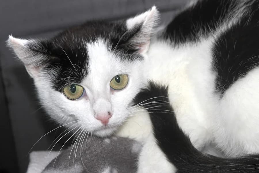 Hera, schwarz-weiß female mixed breed for adoption at Tierschutzverein Heilbronn, Heilbronn