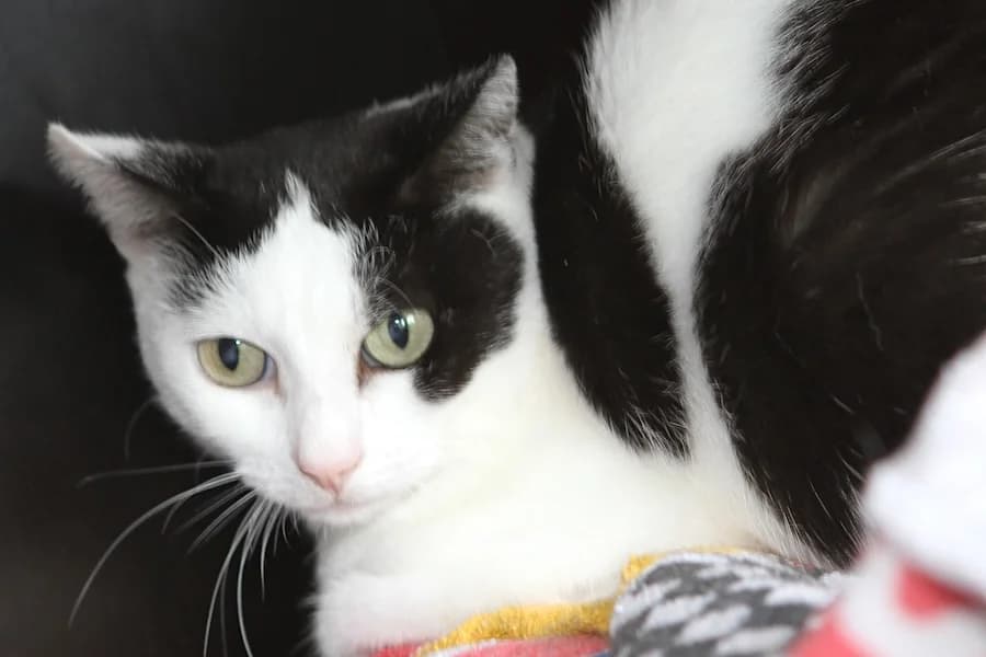 Lina, weiß-schwarz female 3yo mixed breed for adoption at Tierschutzverein Heilbronn, Heilbronn